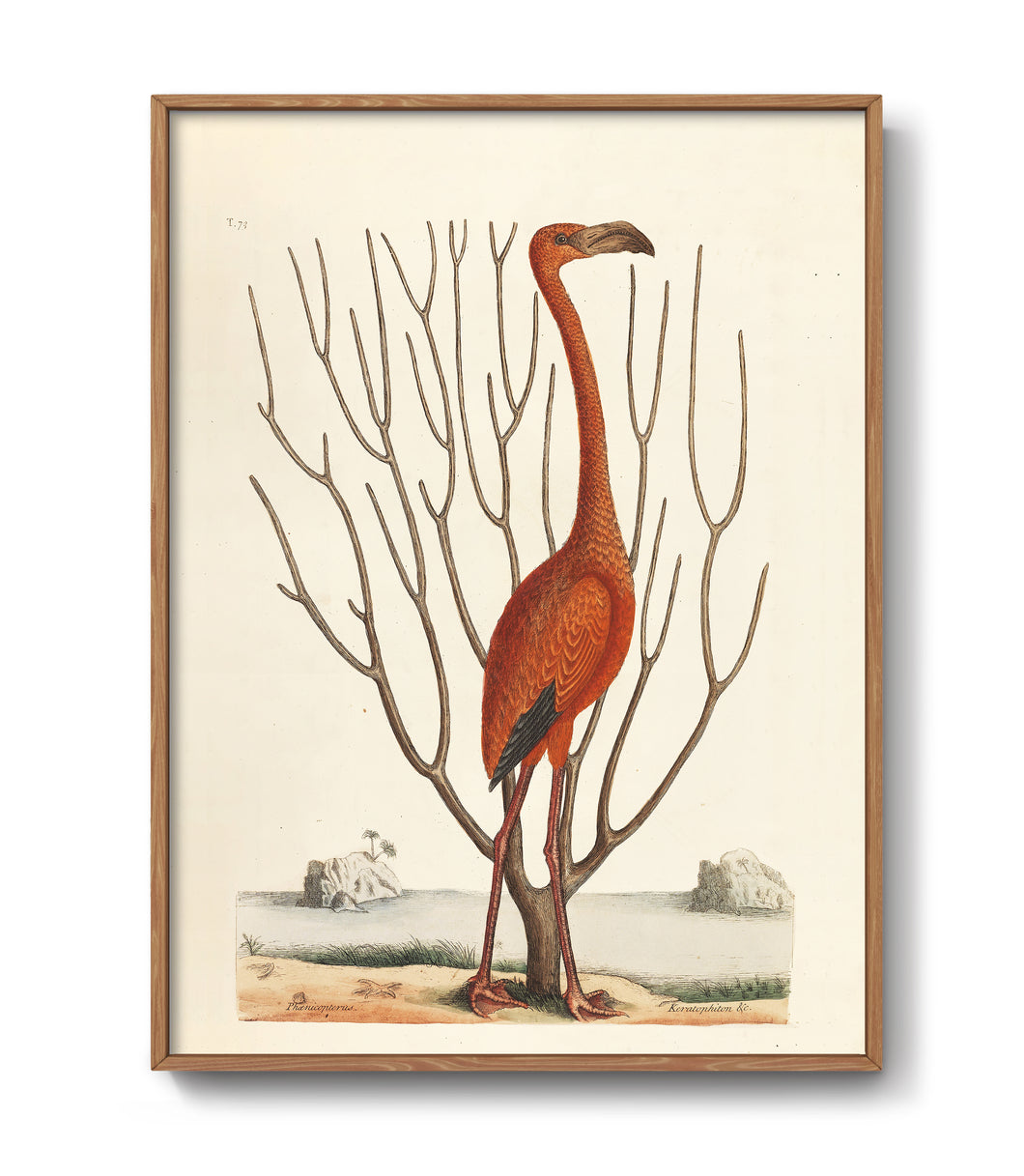 Greater Flamingo, 1732