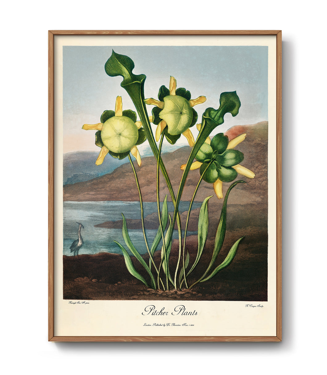 Pitcher Plant from The Temple of Flora (1807)