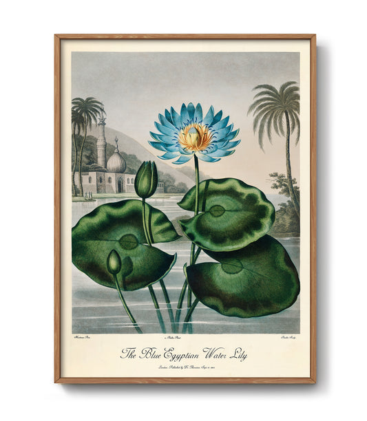 The Blue Egyptian Water-Lily from The Temple of Flora (1807)